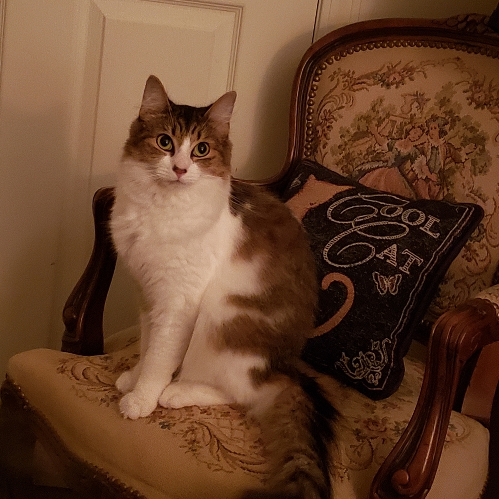 RESCUE KENTUCKY - Picture 3 of 17